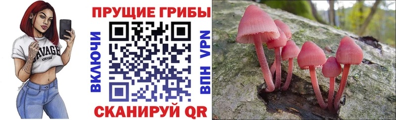 ОМГ ОМГ   Елабуга  Псилоцибиновые грибы Psilocybe 